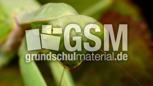 Gottesanbeterin (17).jpg